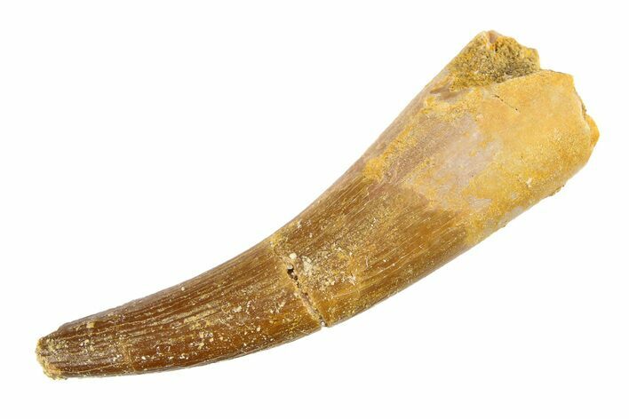 Fossil Plesiosaur (Zarafasaura) Tooth - Morocco #297889